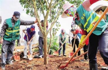 苗木配送及養(yǎng)護(hù)、施工現(xiàn)場(chǎng)